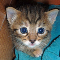 Cat rescue - donations